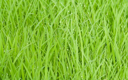 Soft Green Grass  from Chrome web store to be run with OffiDocs Chromium online