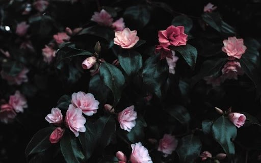Soft Pink Camellia Blossoms Amidst Dark Foliage  from Chrome web store to be run with OffiDocs Chromium online