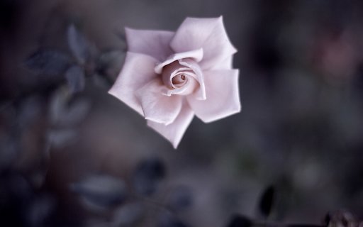 Solitary Beauty  from Chrome web store to be run with OffiDocs Chromium online