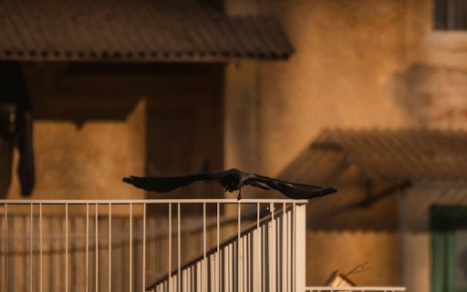 Solitary Crow Gliding Above Urban Balcony  from Chrome web store to be run with OffiDocs Chromium online