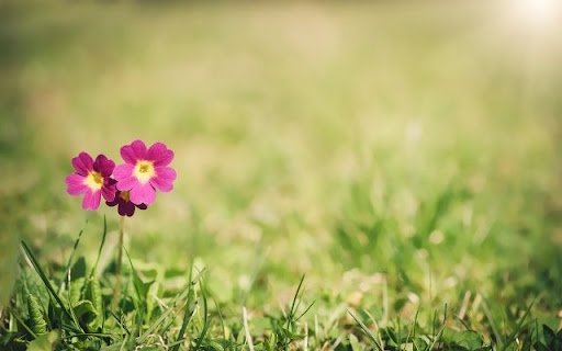 Solitary Primrose Amidst Verdure  from Chrome web store to be run with OffiDocs Chromium online