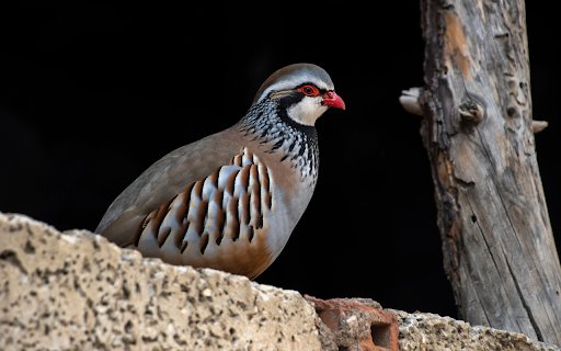 Sour bird eyes, red beak  from Chrome web store to be run with OffiDocs Chromium online