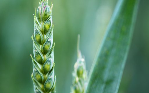 Source of life from nature from Chrome web store to be run with OffiDocs Chromium online Source of life from nature from Chrome web store to be run with OffiDocs Chromium online