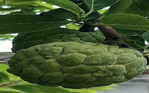 soursop wallpaper from Chrome web store to be run with OffiDocs Chromium online soursop wallpaper from Chrome web store to be run with OffiDocs Chromium online