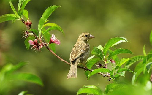 Sparrow  from Chrome web store to be run with OffiDocs Chromium online