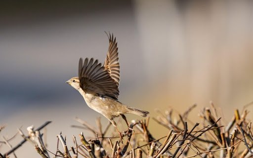 sparrow Theme  from Chrome web store to be run with OffiDocs Chromium online