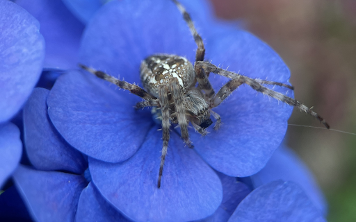 Spider and blue flower  from Chrome web store to be run with OffiDocs Chromium online
