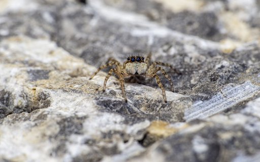 Spider and four eyes  from Chrome web store to be run with OffiDocs Chromium online