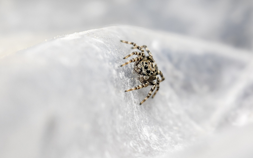 Spider crawling on rocks  from Chrome web store to be run with OffiDocs Chromium online