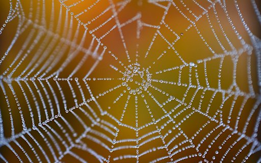 Spider nest  from Chrome web store to be run with OffiDocs Chromium online