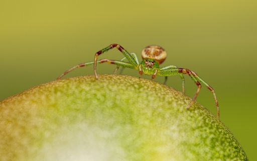 Spiders are greener  from Chrome web store to be run with OffiDocs Chromium online