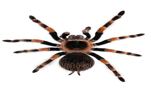 spider wallpaper  from Chrome web store to be run with OffiDocs Chromium online