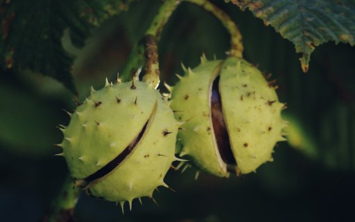 Spiky fruit  from Chrome web store to be run with OffiDocs Chromium online