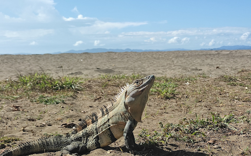 Spiny lizard  from Chrome web store to be run with OffiDocs Chromium online