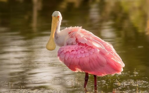 Spoonbill Theme  from Chrome web store to be run with OffiDocs Chromium online