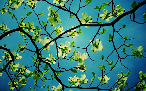 Spring Blossoms Against the Sky  from Chrome web store to be run with OffiDocs Chromium online