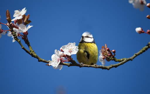 Spring Morning with Blue Tit  from Chrome web store to be run with OffiDocs Chromium online
