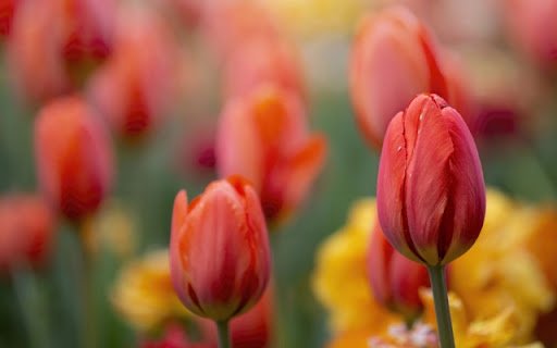 Spring Tulips  from Chrome web store to be run with OffiDocs Chromium online