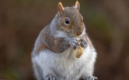 Squirrel and peanut  from Chrome web store to be run with OffiDocs Chromium online