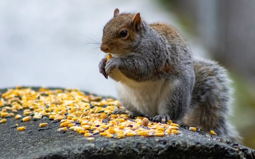 Squirrel Eating Corn from Chrome web store to be run with OffiDocs Chromium online Squirrel Eating Corn from Chrome web store to be run with OffiDocs Chromium online