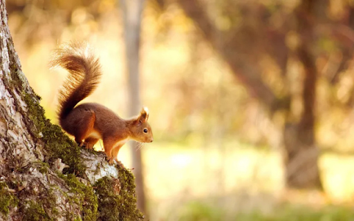 Squirrel in the Tree: A Tiny Acrobat of the Forest  from Chrome web store to be run with OffiDocs Chromium online