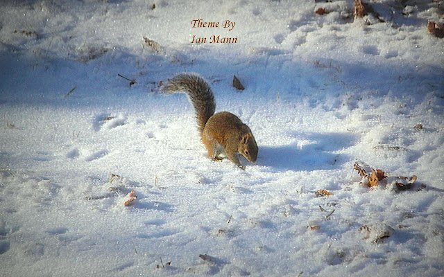 Squirrel sa Winter mula sa Chrome web store na tatakbo sa OffiDocs Chromium online