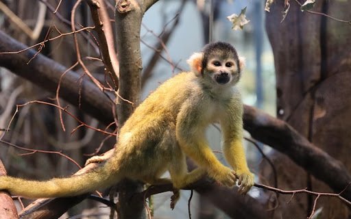 Squirrel MONKEY THEME from Chrome web store to be run with OffiDocs Chromium online Squirrel MONKEY THEME from Chrome web store to be run with OffiDocs Chromium online