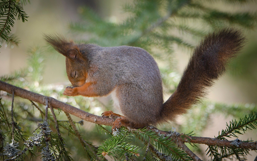 Squirrel on a pine branch  from Chrome web store to be run with OffiDocs Chromium online