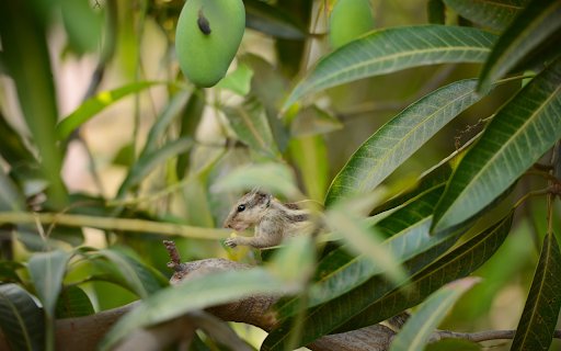 Squirrel on the mango tree  from Chrome web store to be run with OffiDocs Chromium online