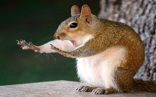 Squirrel: The Agile and Playful Tree Acrobat  from Chrome web store to be run with OffiDocs Chromium online