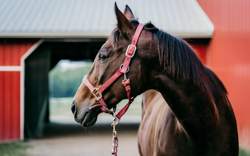 Stable Companion at the Barn  from Chrome web store to be run with OffiDocs Chromium online