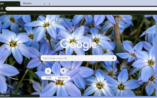 Starflower  from Chrome web store to be run with OffiDocs Chromium online
