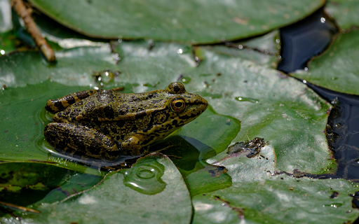 Stillness of the Frog Pond  from Chrome web store to be run with OffiDocs Chromium online