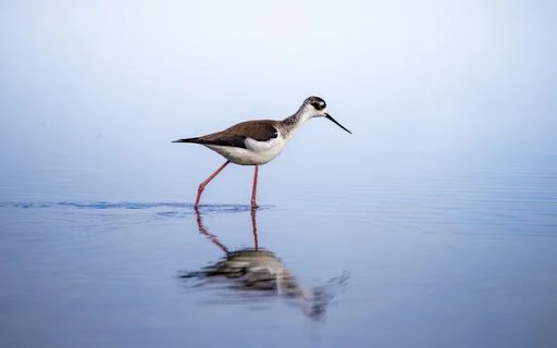 Stilt Bird Theme from Chrome web store to be run with OffiDocs Chromium online Stilt Bird Theme from Chrome web store to be run with OffiDocs Chromium online