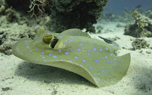 Stingray under the ocean  from Chrome web store to be run with OffiDocs Chromium online