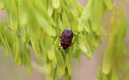 Stink bug on fresh flower branch  from Chrome web store to be run with OffiDocs Chromium online