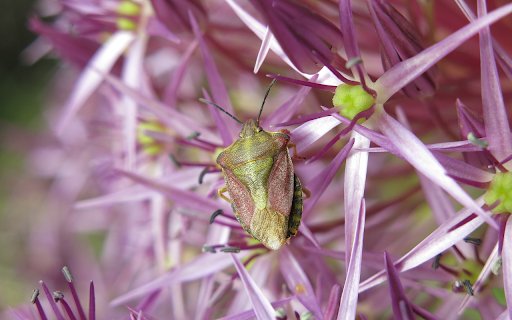 Stink bugs and fragrant flowers  from Chrome web store to be run with OffiDocs Chromium online