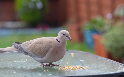 Stone gray pigeon  from Chrome web store to be run with OffiDocs Chromium online