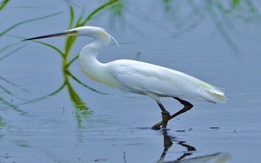 Stork by the lake wallpaper  from Chrome web store to be run with OffiDocs Chromium online