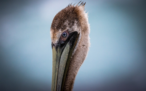 Stork head  from Chrome web store to be run with OffiDocs Chromium online