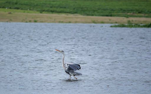 Stork in the River  from Chrome web store to be run with OffiDocs Chromium online