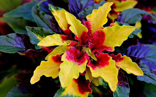 Strange leaf  from Chrome web store to be run with OffiDocs Chromium online