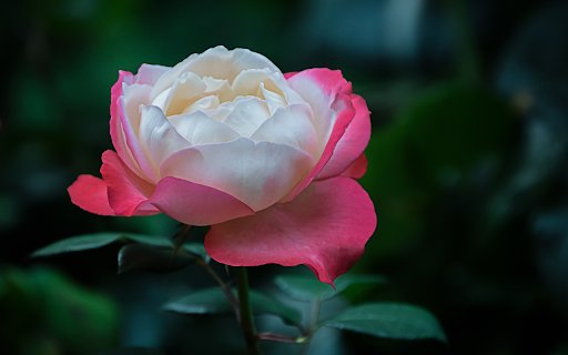 Strangely beautiful roses  from Chrome web store to be run with OffiDocs Chromium online