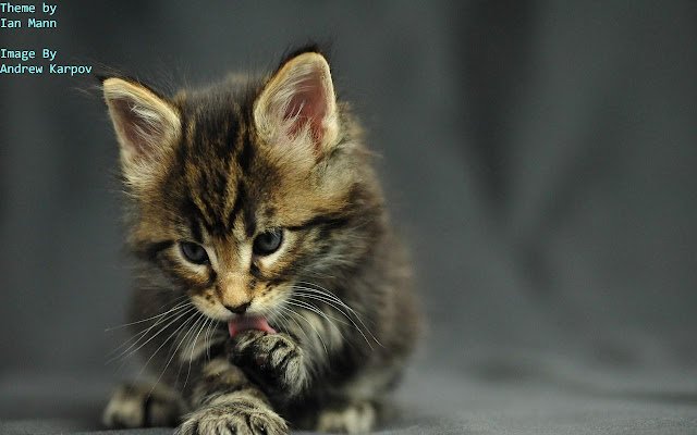 Striped Kitten 3 من متجر Chrome الإلكتروني ليتم تشغيله باستخدام OffiDocs Chromium عبر الإنترنت Striped Kitten 3 من متجر Chrome الإلكتروني ليتم تشغيله باستخدام OffiDocs Chromium عبر الإنترنت