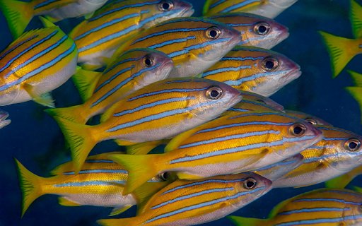 Striped yellow sea fish  from Chrome web store to be run with OffiDocs Chromium online