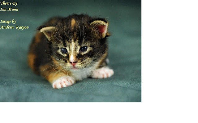 Stripped Kitten 2 dal negozio web di Chrome per essere eseguito con OffiDocs Chromium online
