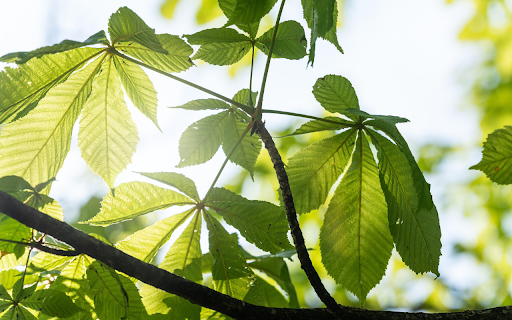 Sun and Leaves  from Chrome web store to be run with OffiDocs Chromium online