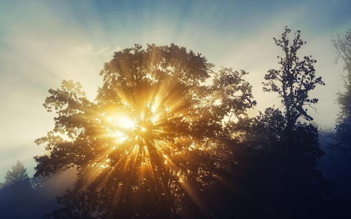 Sunburst Through the Trees  from Chrome web store to be run with OffiDocs Chromium online