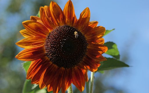 Sun flower and little bee from Chrome web store to be run with OffiDocs Chromium online Sun flower and little bee from Chrome web store to be run with OffiDocs Chromium online