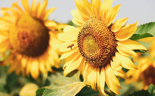 Sunflower field  from Chrome web store to be run with OffiDocs Chromium online